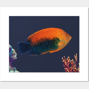 Potter’s Angelfish, Hawaii Posters and Art